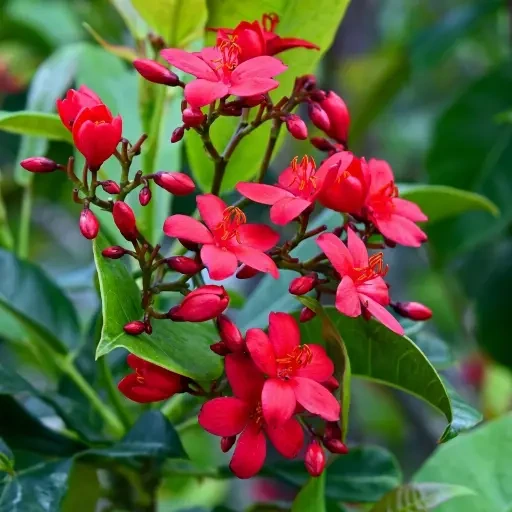 Jatropha (காட்டு ஆமணக்கு)