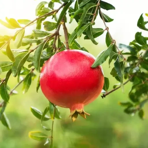 Pomegranate Sapling (மாதுளை)