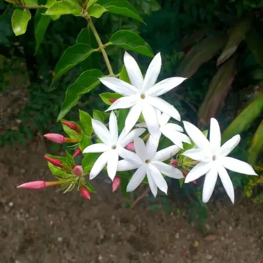 Star Jasmine (ககட்டன்)