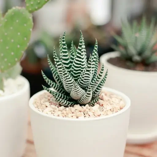 Zebra (ஜீப்ரா)