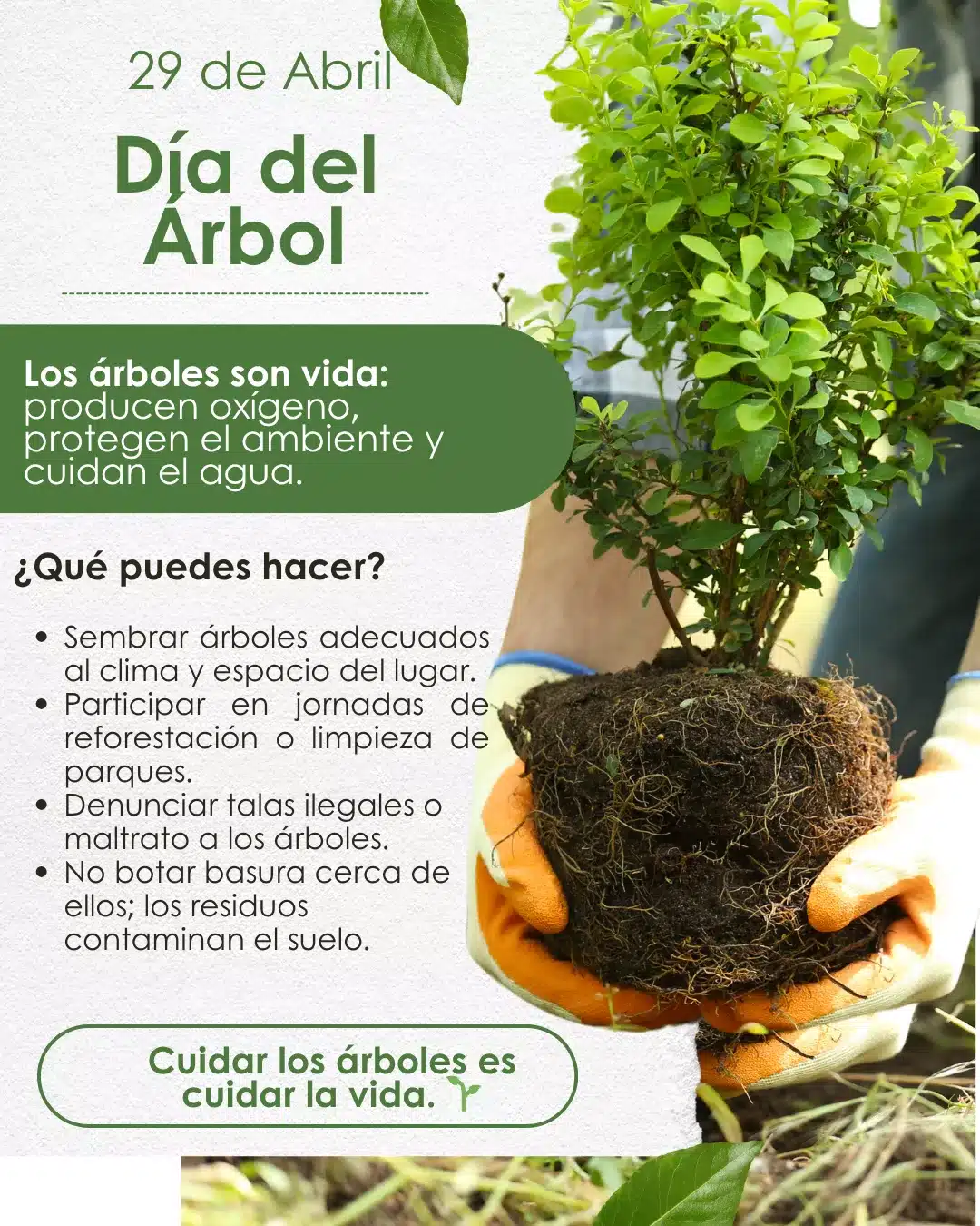 dia del arbol