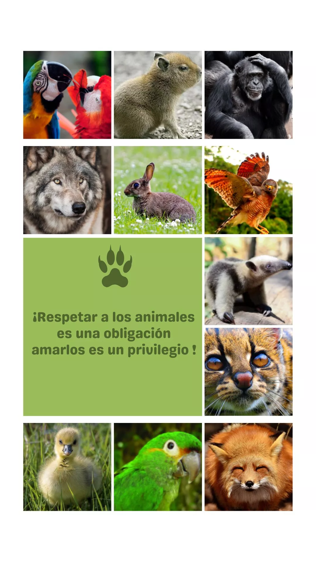 Respeta-a-los-animales-silvestres