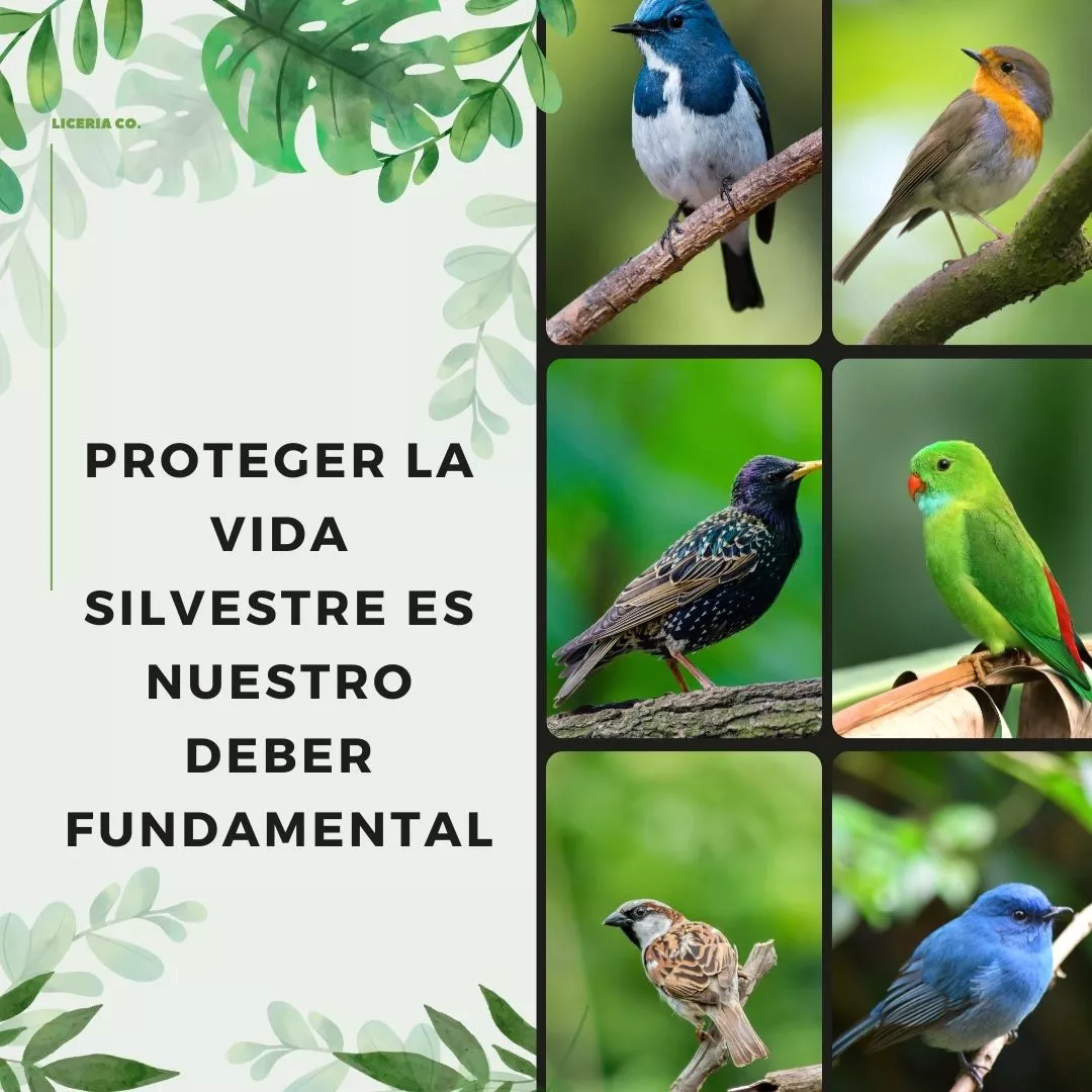 Protege-la-vida-silvestre
