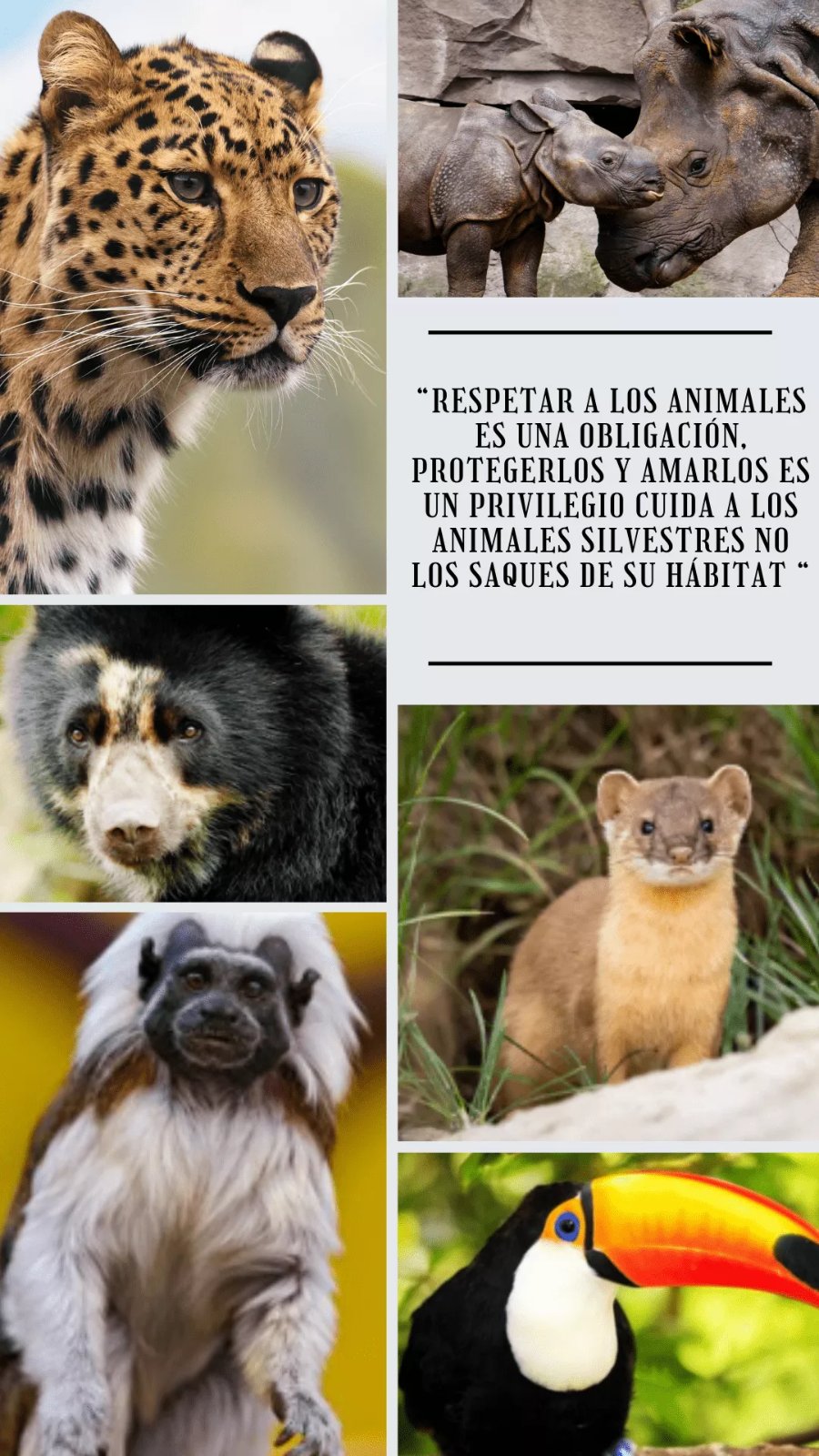 respetar-a-la-fauna-silvestre-es-nuestra-oblicacion_optimized