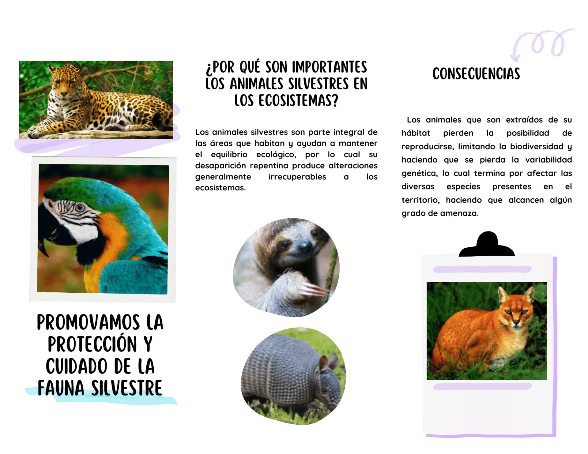 promovamos-la-proteccion-de-la-fauna-silvestre_optimized