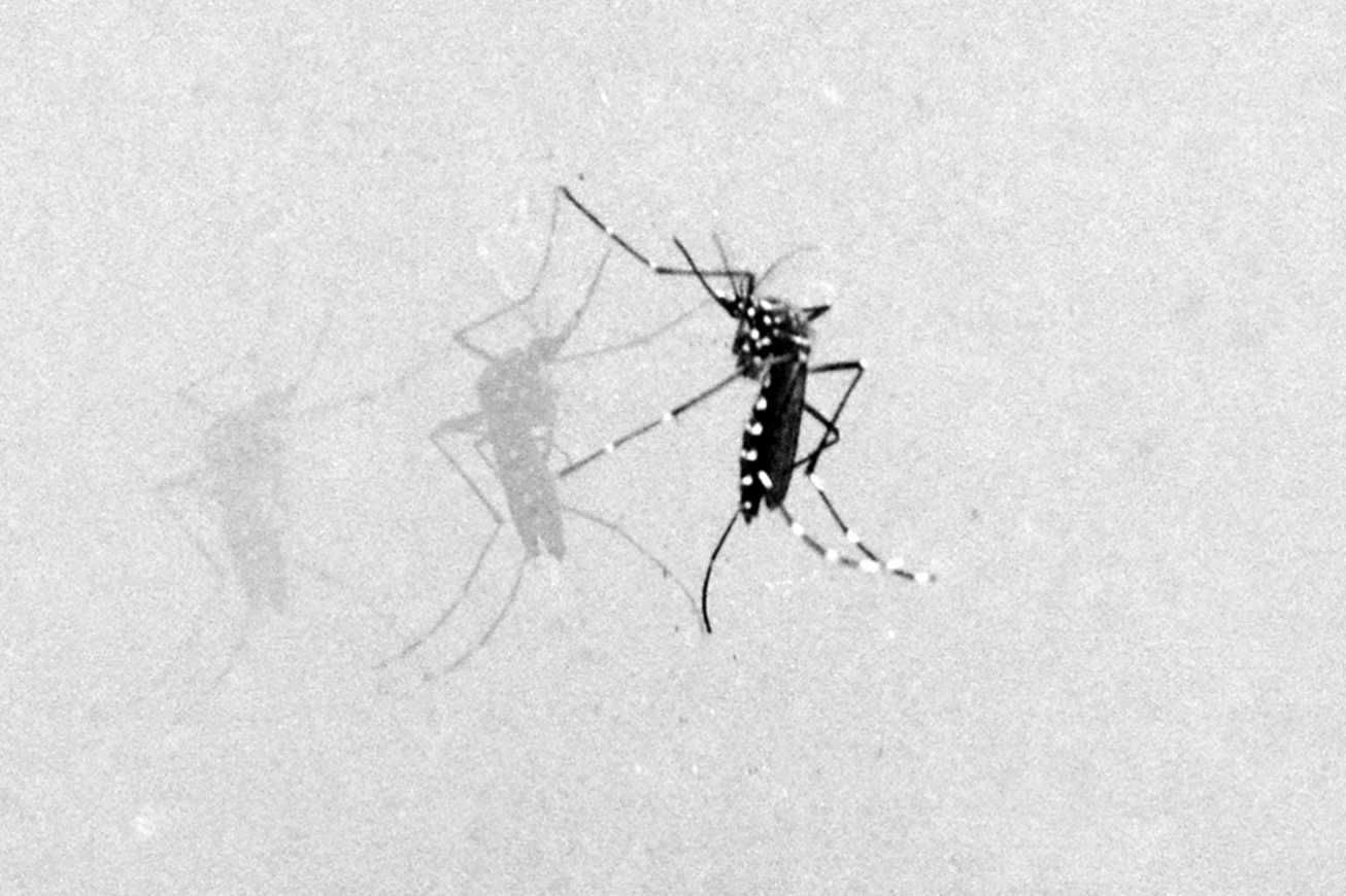 Bahia registra alta de quase 287% nos casos prováveis de chikungunya em 2026