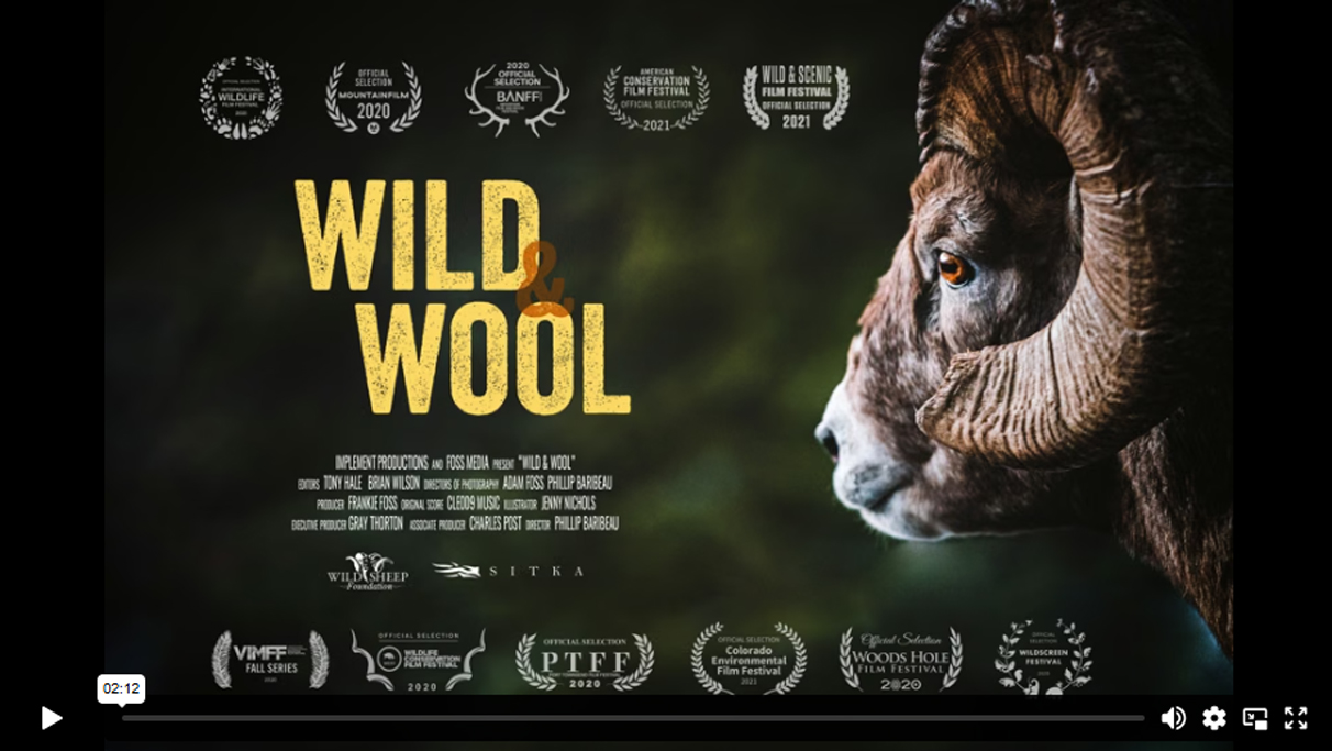 Wild & Domestic Sheep Film Screenings