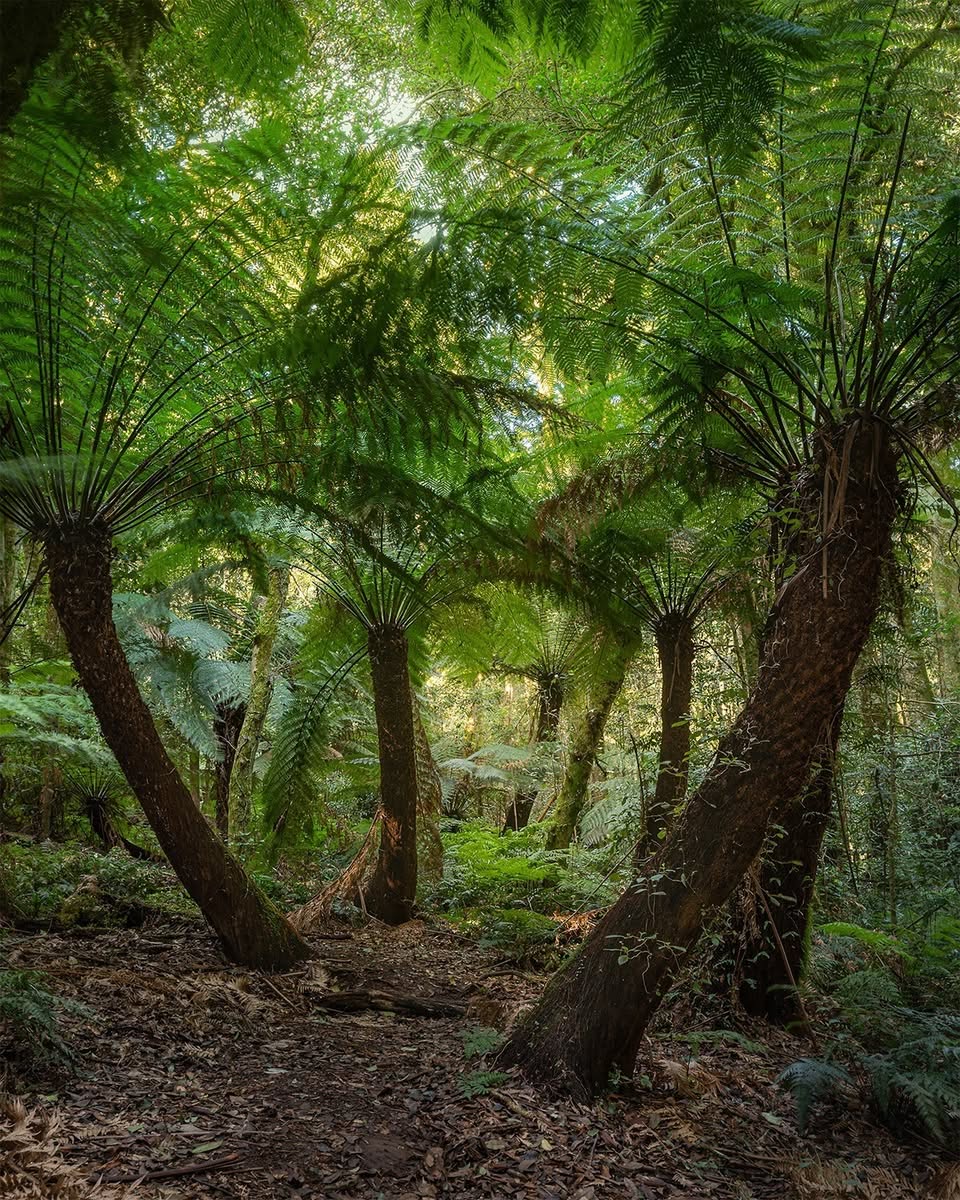 Cathedral of Ferns