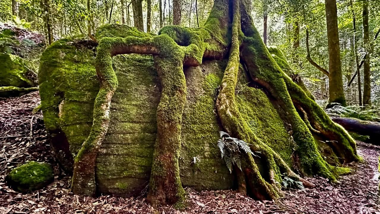 Coachwood Glen Nature Trail