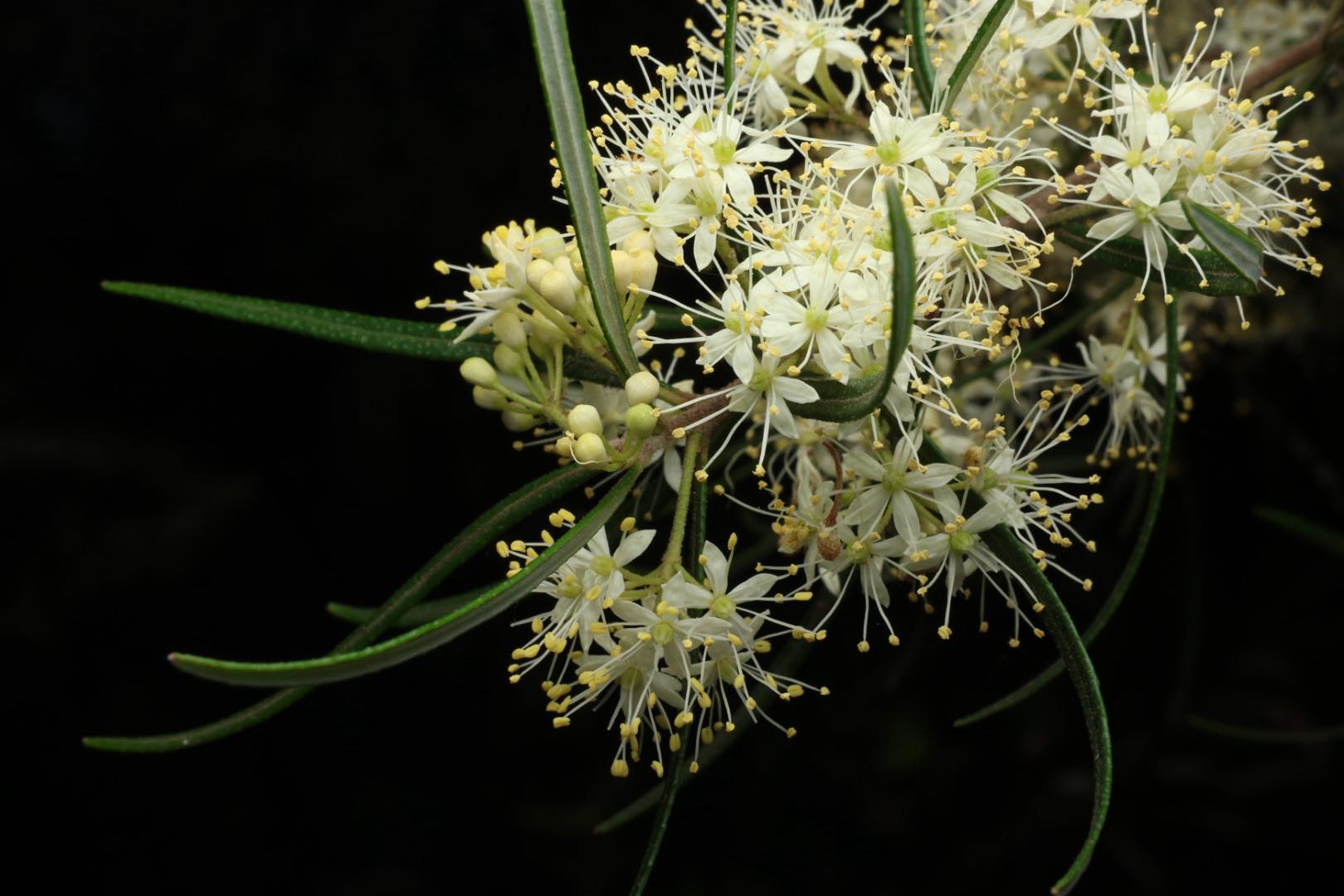 Glenbrook Native Plant Reserve and Nursery
