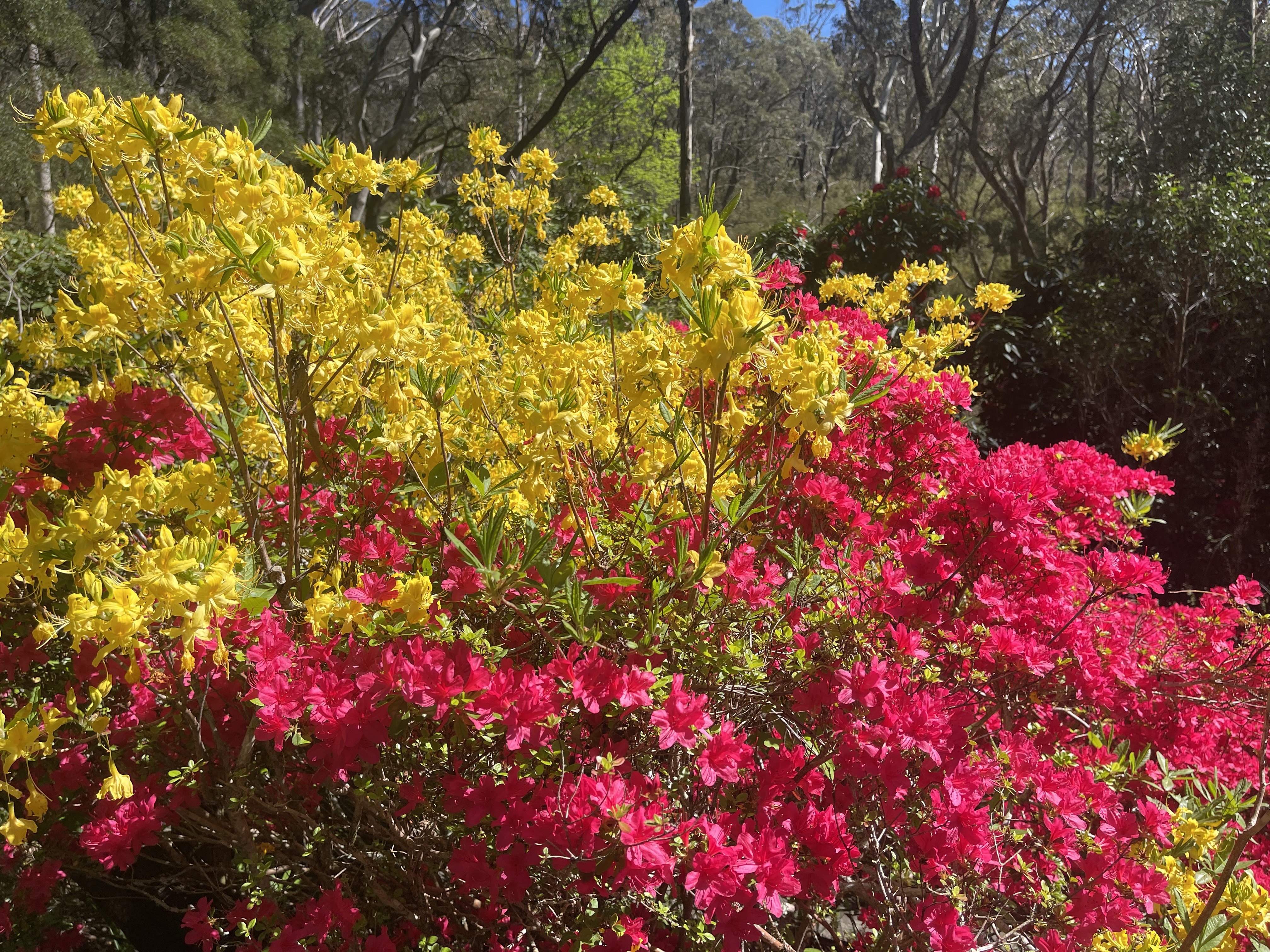 Campbell Rhododendron Gardens