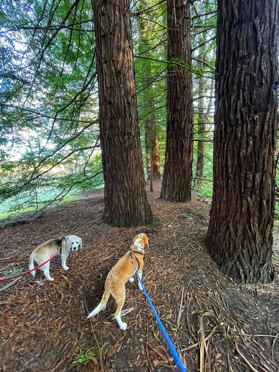 Katoomba Falls Reserve