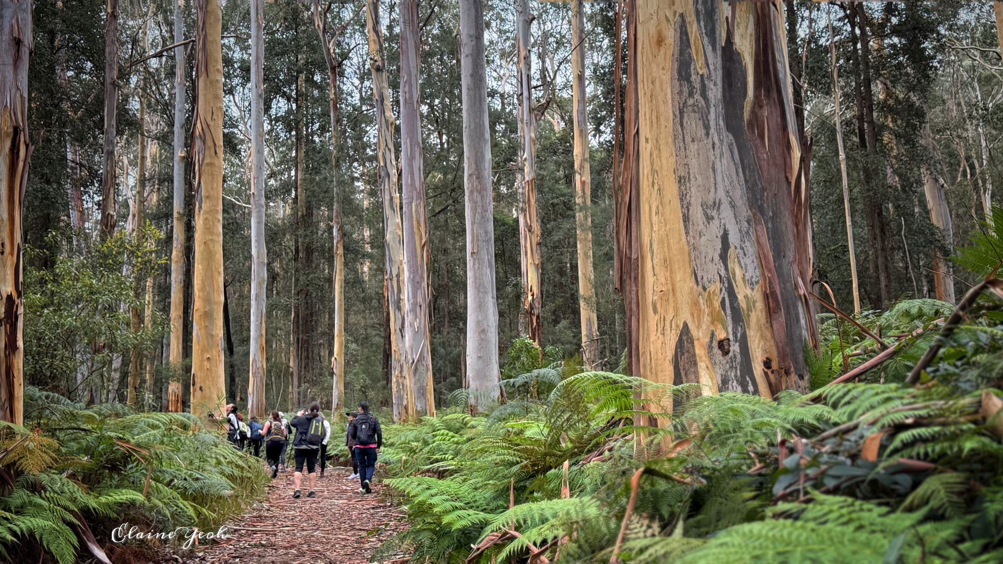 Blue Gum Swamp Circuit
