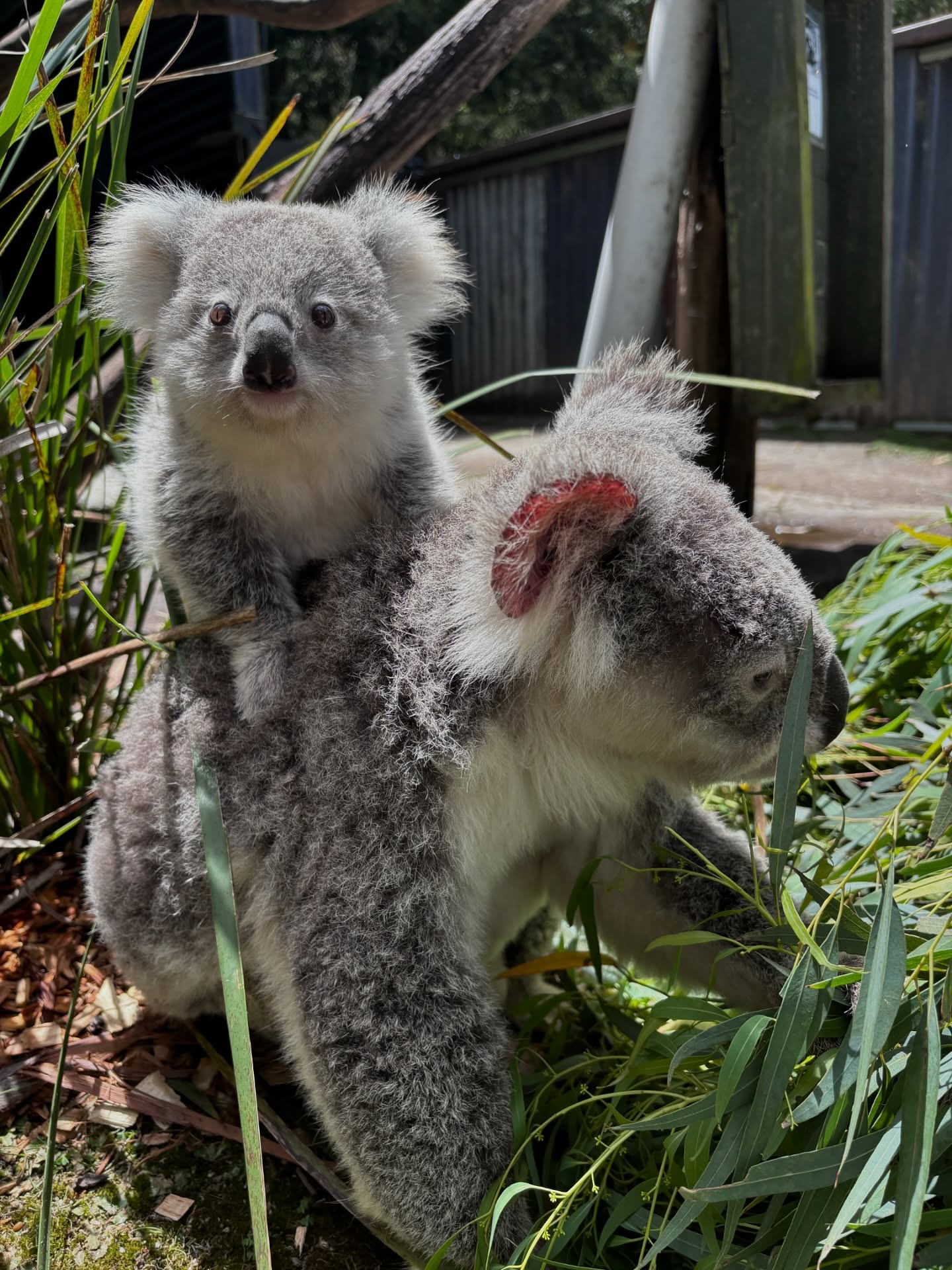Secret Creek Sanctuary - Lithgow