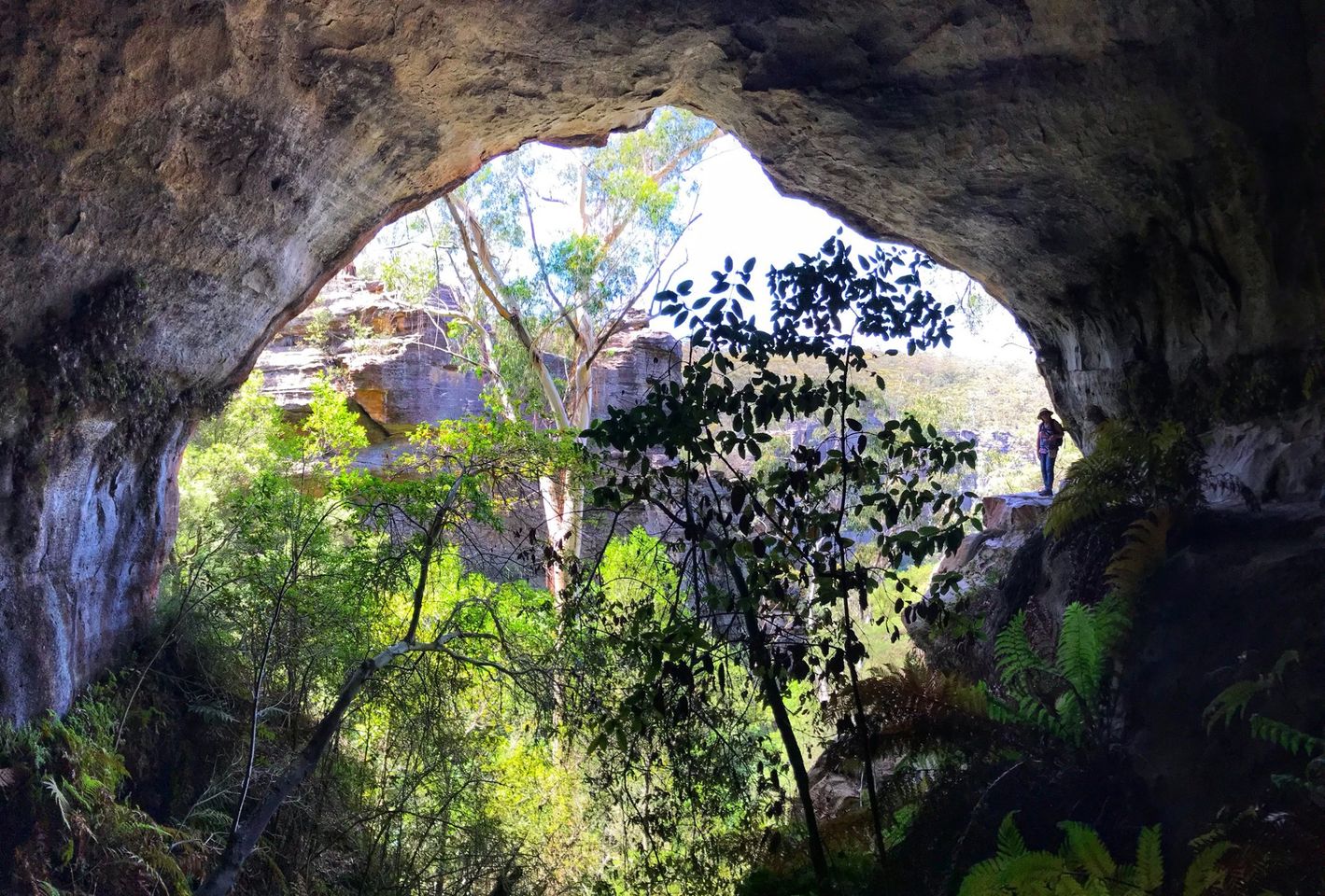 LOOP WALK - Coxs Cave and Fairy Bower Reserve Circuit