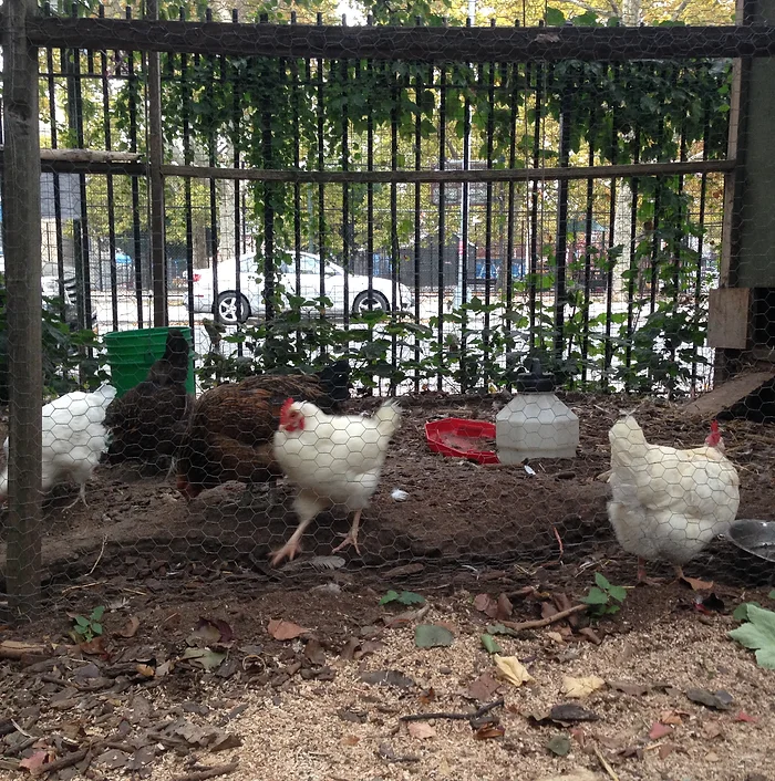 Hattie Carthan Community Garden Coop