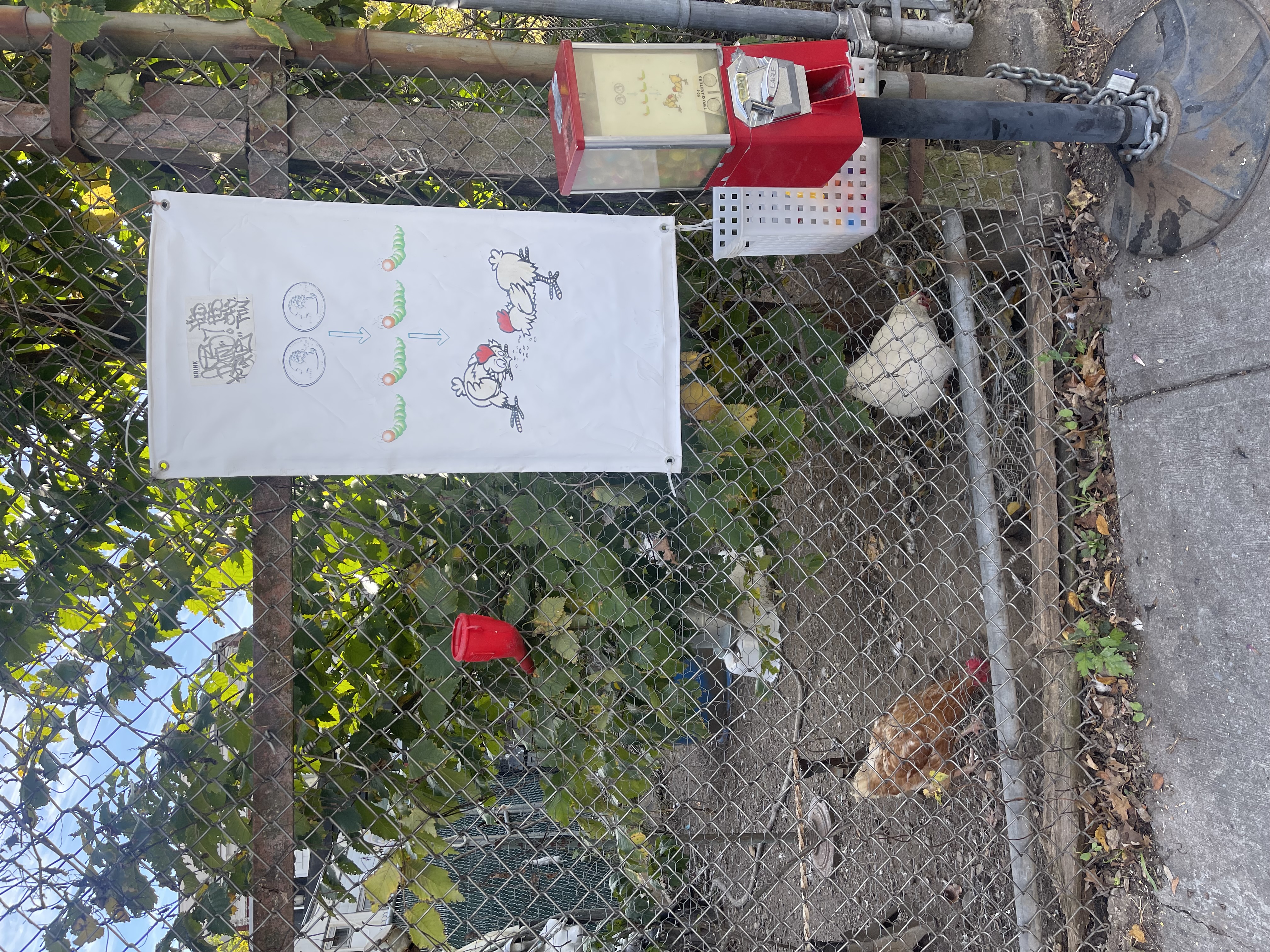 Franklin Ave Shuttle Chickens