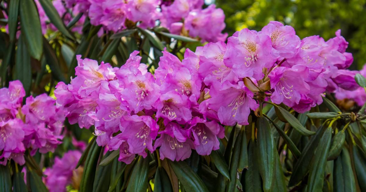 Campbell Rhododendron Gardens