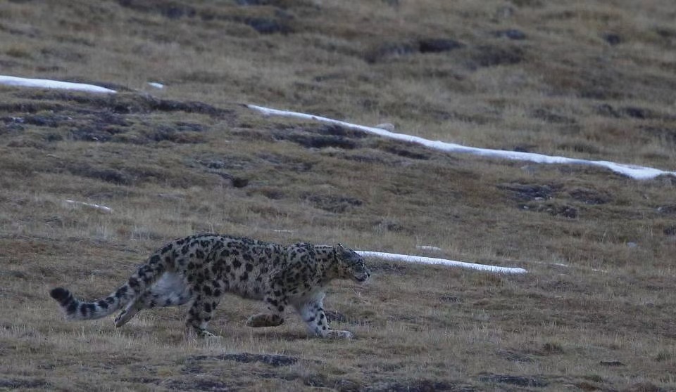 Where Snow Leopards Meet the Purest Tibetan Culture