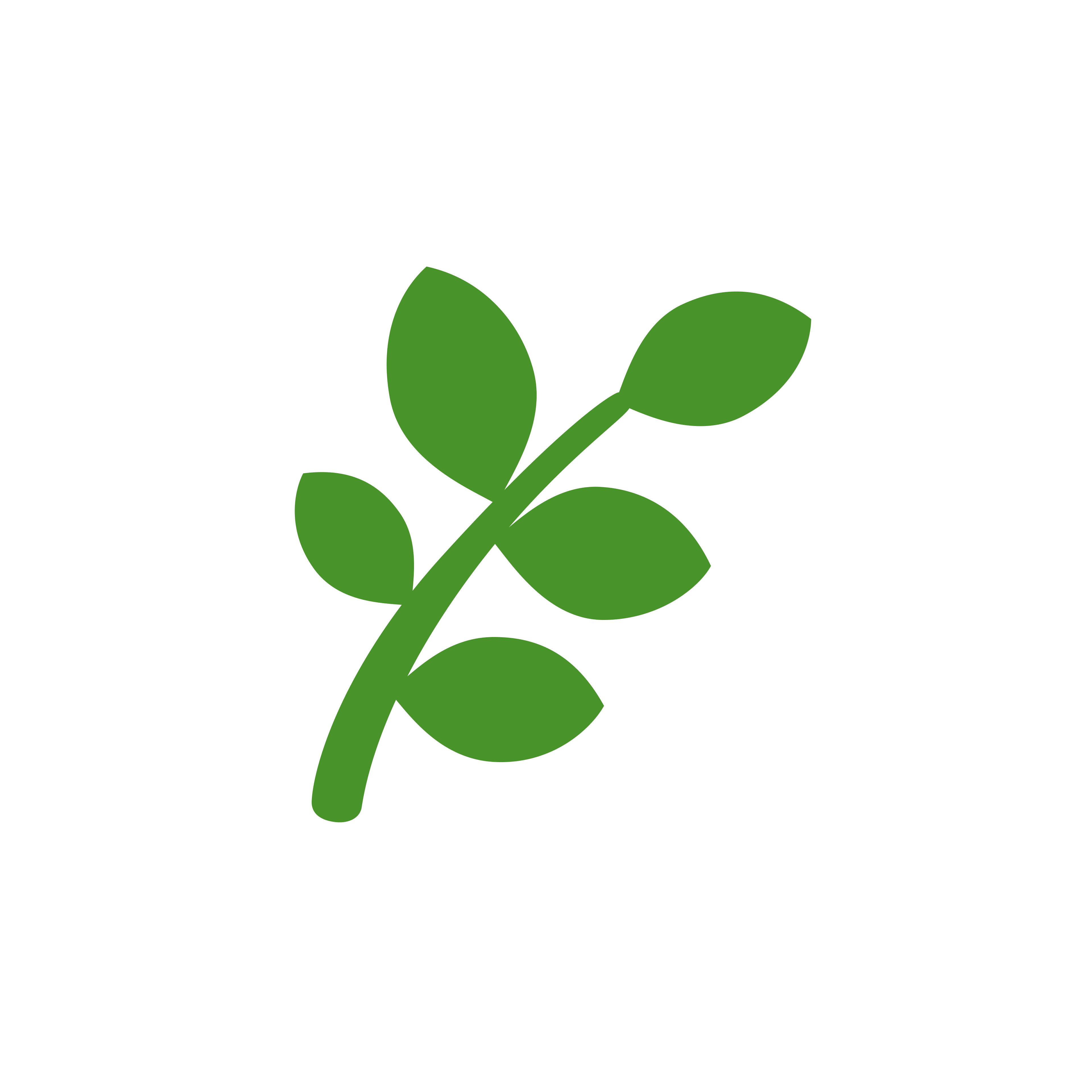 Fern