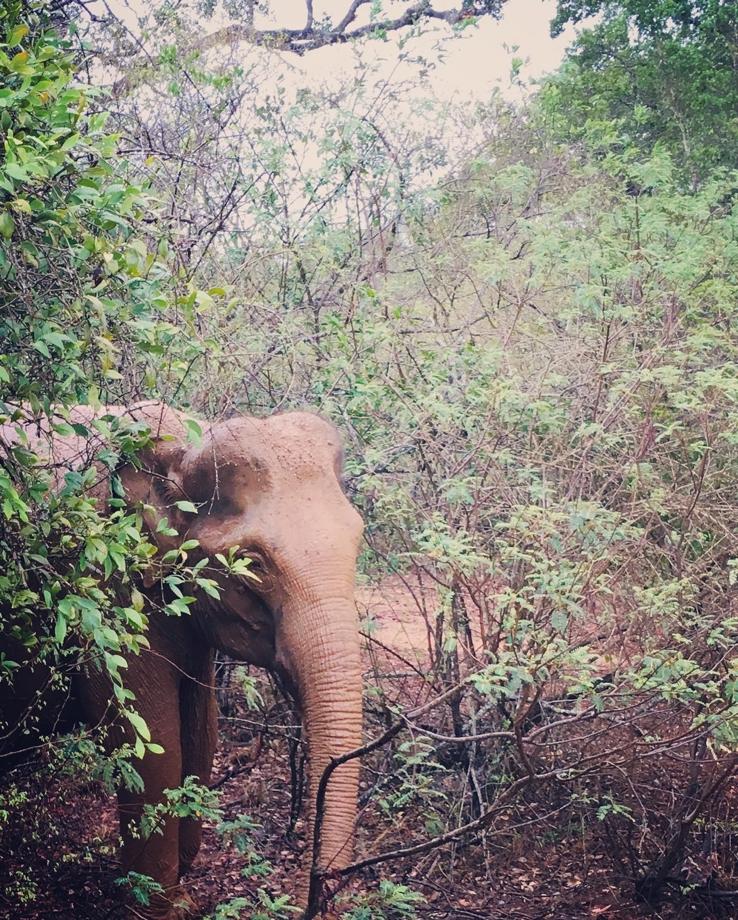 Minneriya Elephant Safari