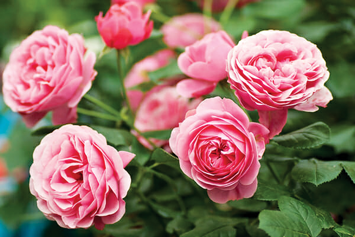 Gardening Hints 