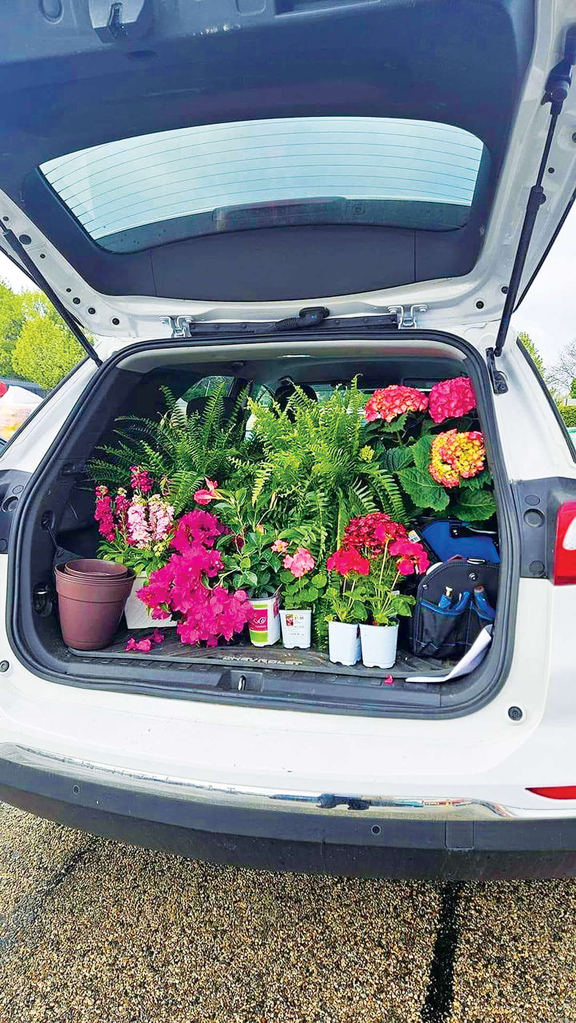 Car Boot Plant Sale