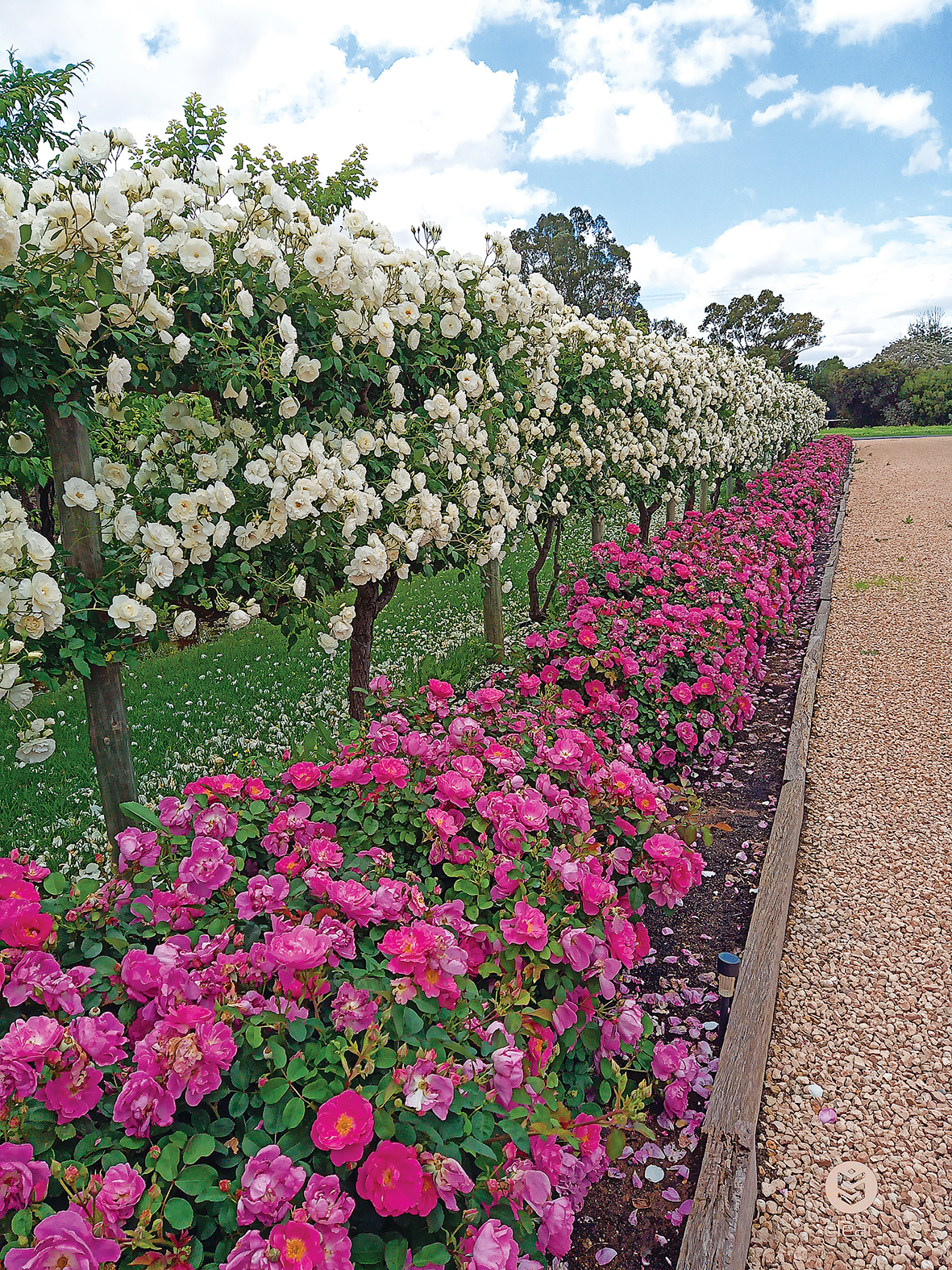 A Blockie’s Garden