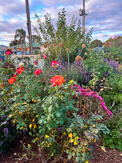 Jettner Garden