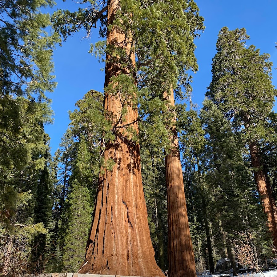 Sequoia