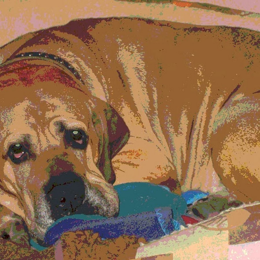 Pension "hundemüde-in-dresden"