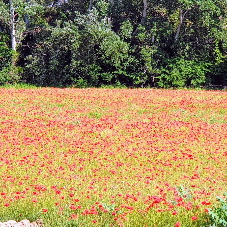 Pharmacie les Quatre chemins
