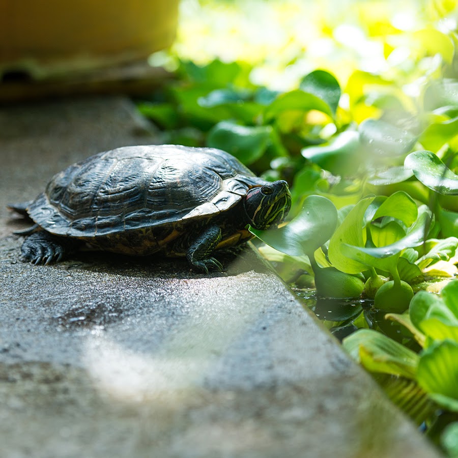 Bochum Botanical Garden