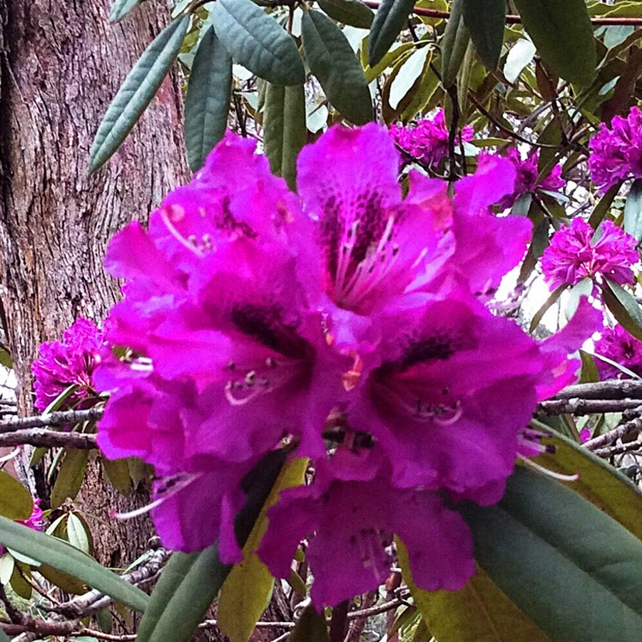 Campbell Rhododendron Gardens - Welcome Weeks