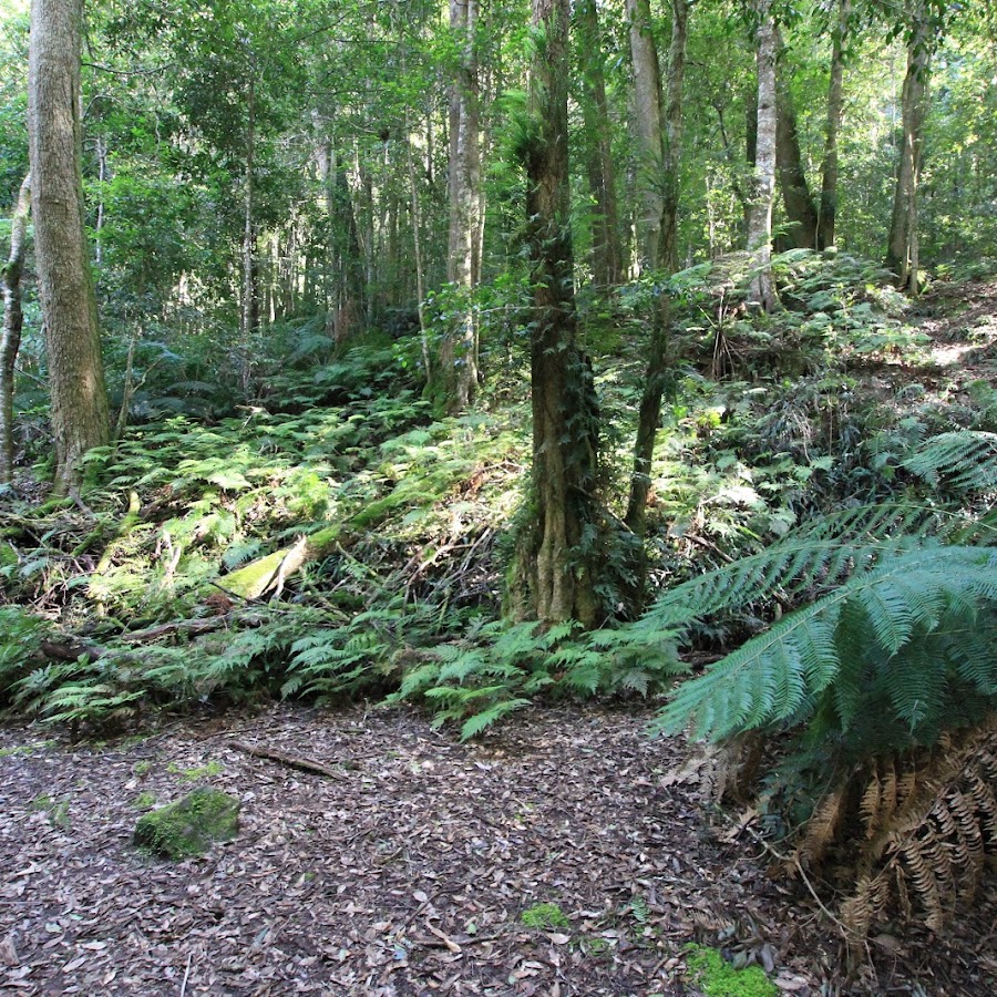 Coachwood Glen Nature Trail