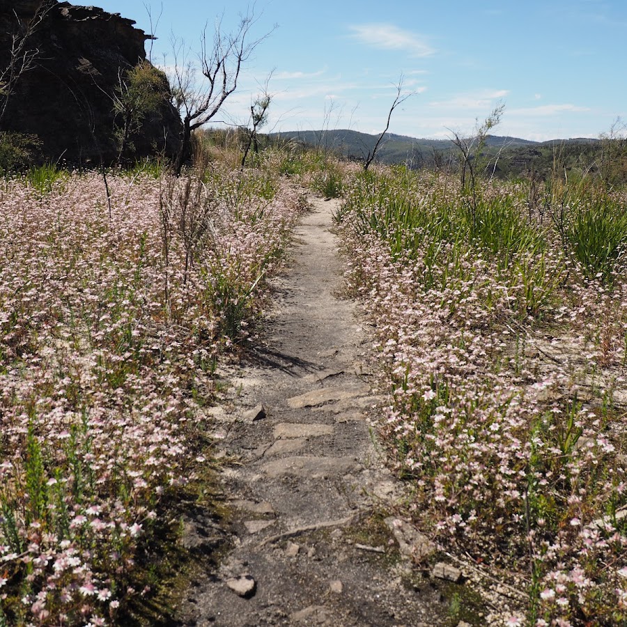 Ikara Head Trail