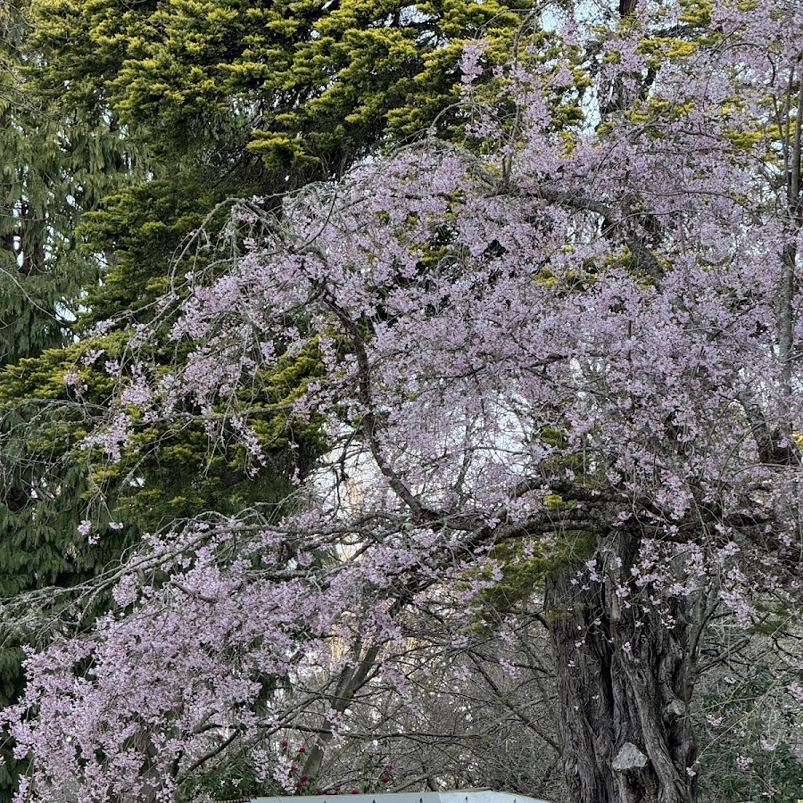 Kashmir Garden