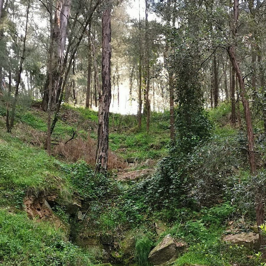 Lapstone Zig Zag Walking Track