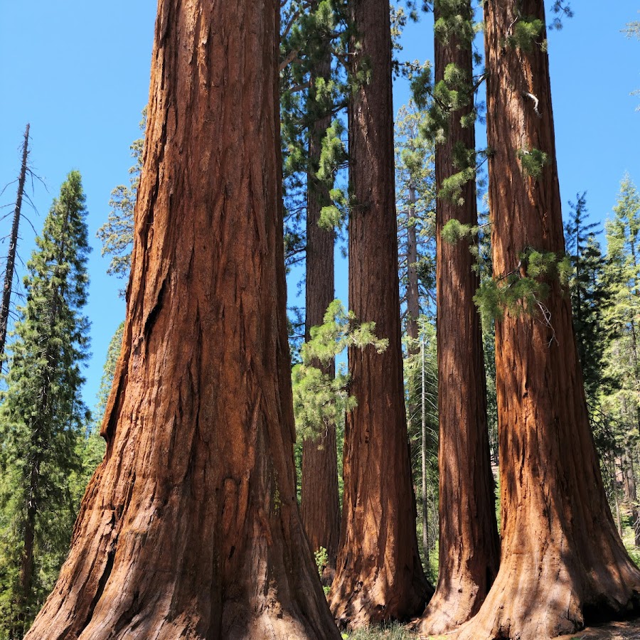 Mariposa Grove of Giant Sequoias