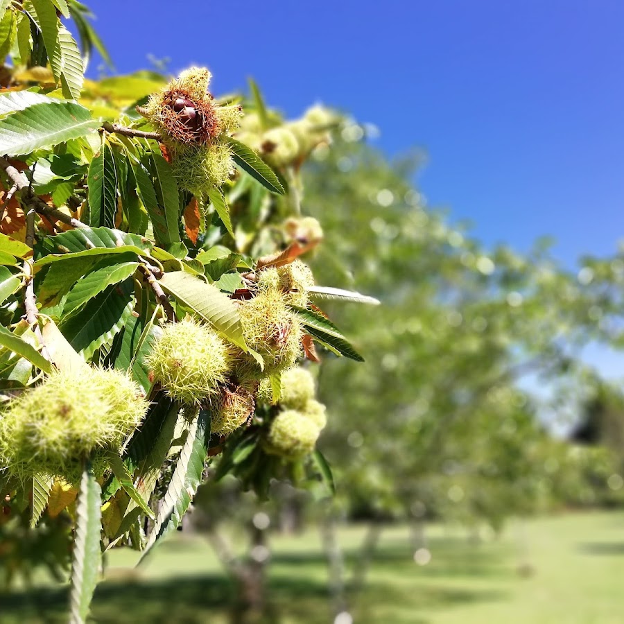 Nutwood Farm, Mt Irvine NSW