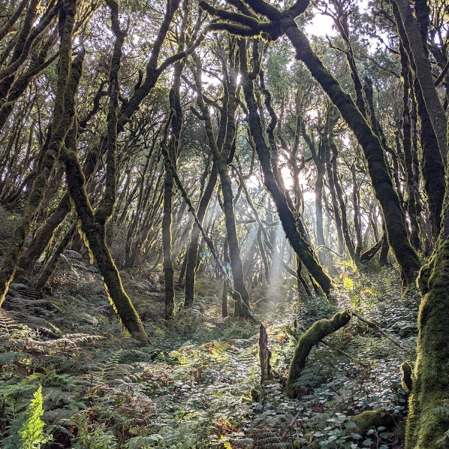 Garajonay National Park