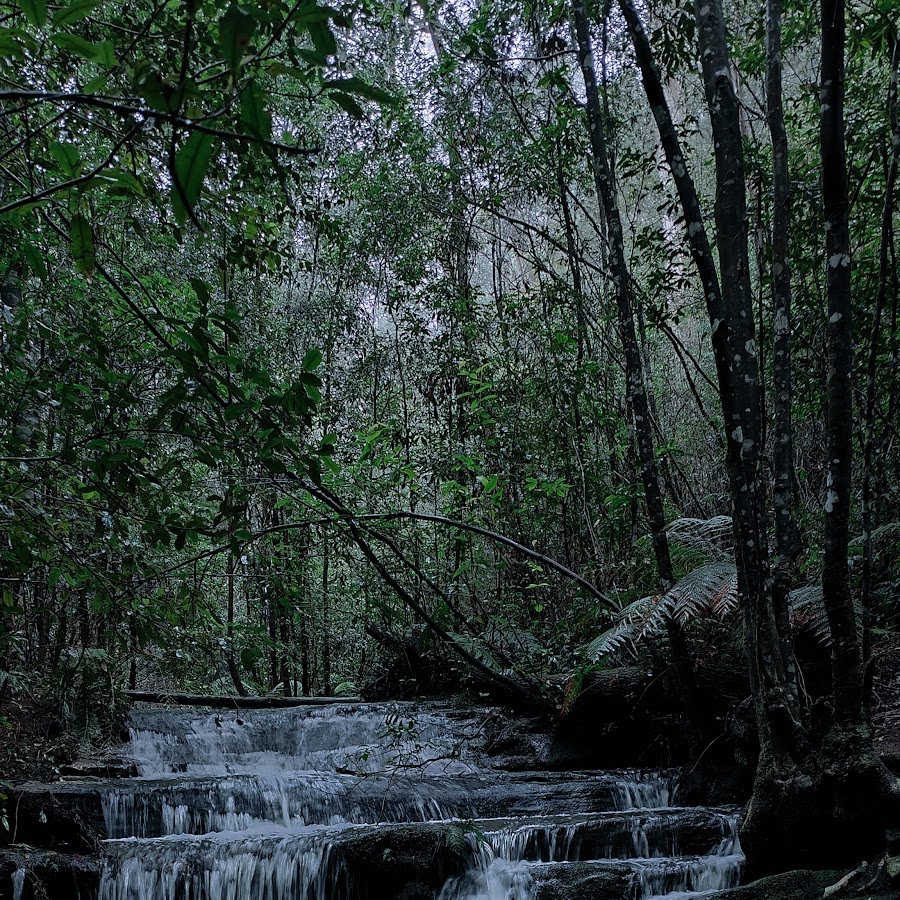 Sassafras Gully track