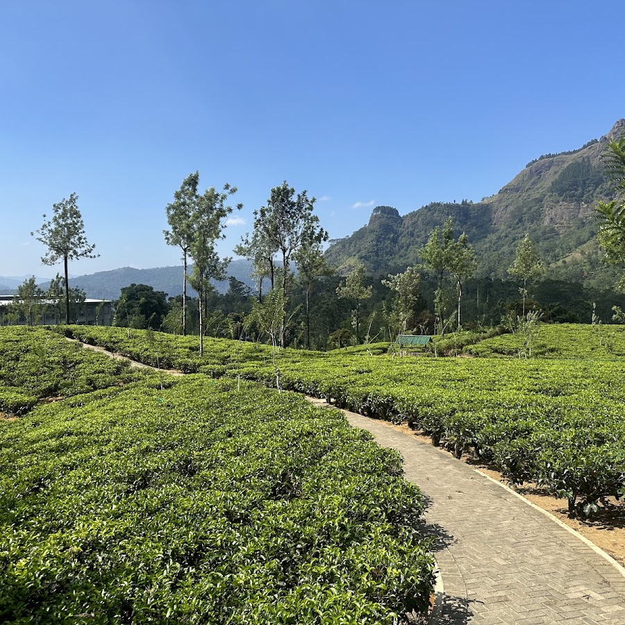Tea Plantation