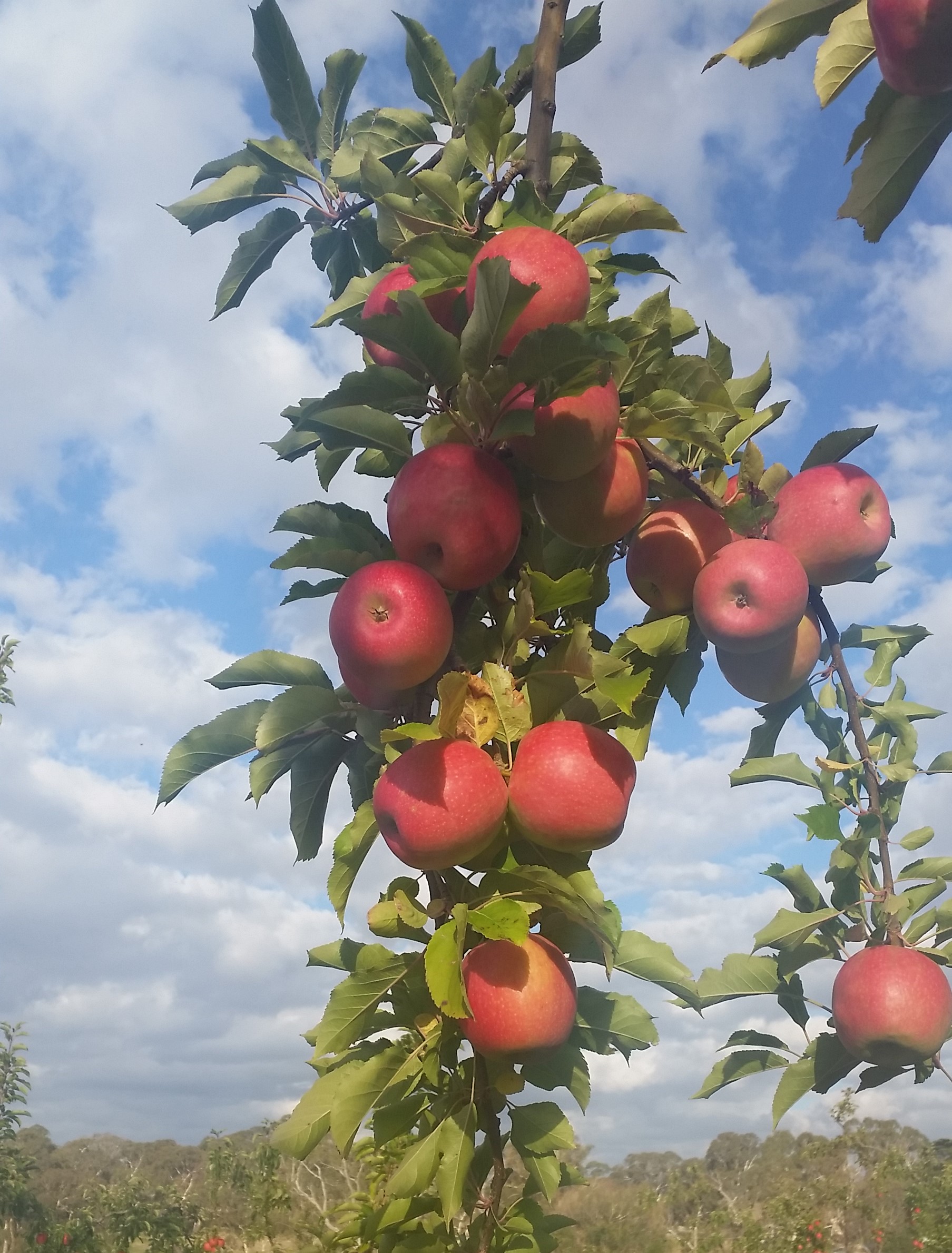Langdale Orchards
