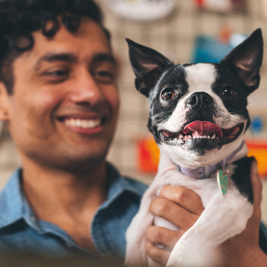 Figo Pet Insurance