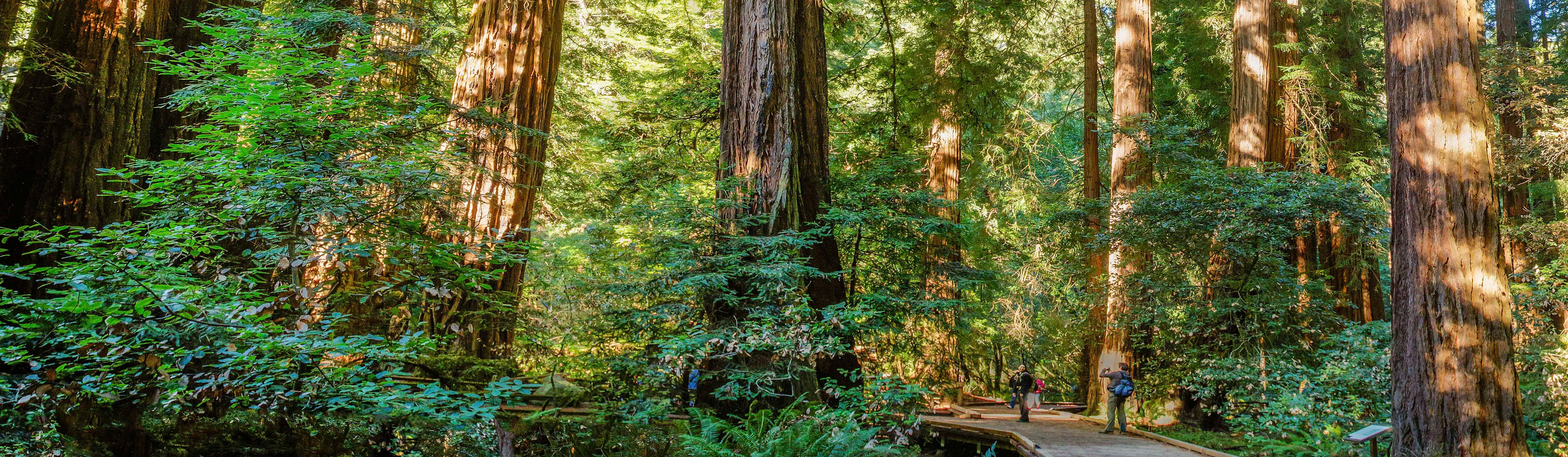 Muir Woods
