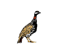 Ocell Francolí