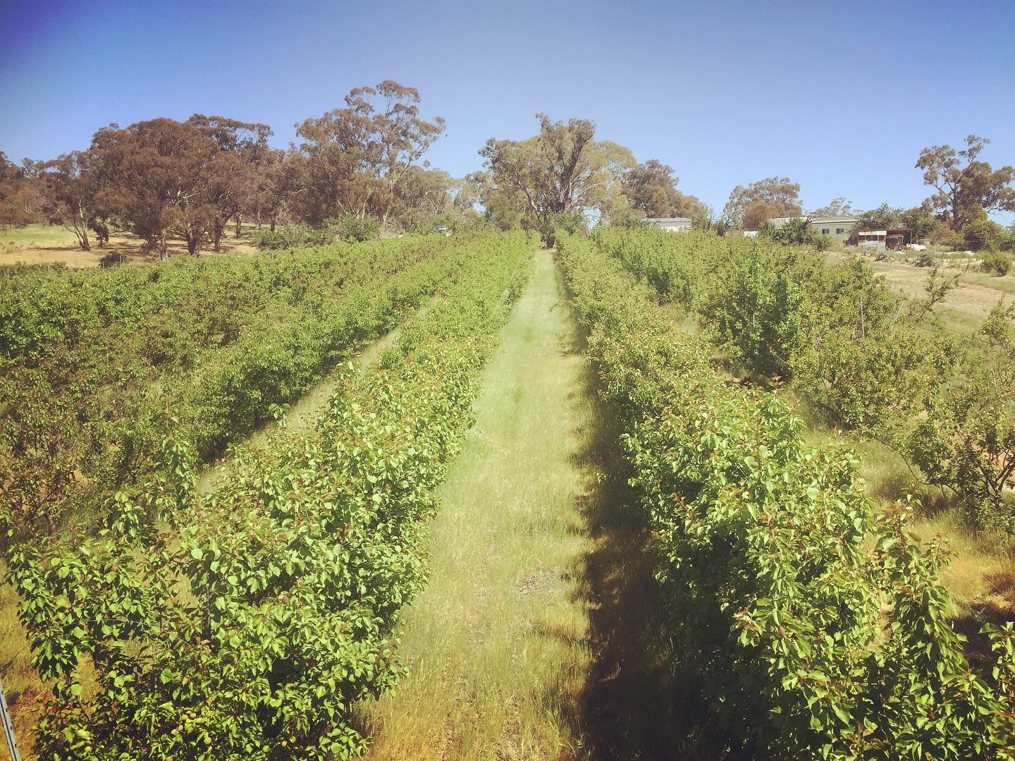 The Orchard Keepers