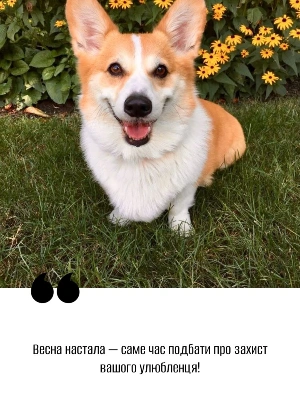 Обробка від бліх — це не «за потребою», а регулярна профілактика 🐾 — фото 1