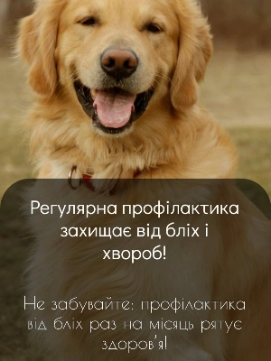 Обробка від бліх — це не «за потребою», а регулярна профілактика 🐾 — фото 3